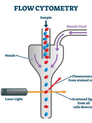 Flow cytometry vector illustration. Labeled measurement instrument scheme.